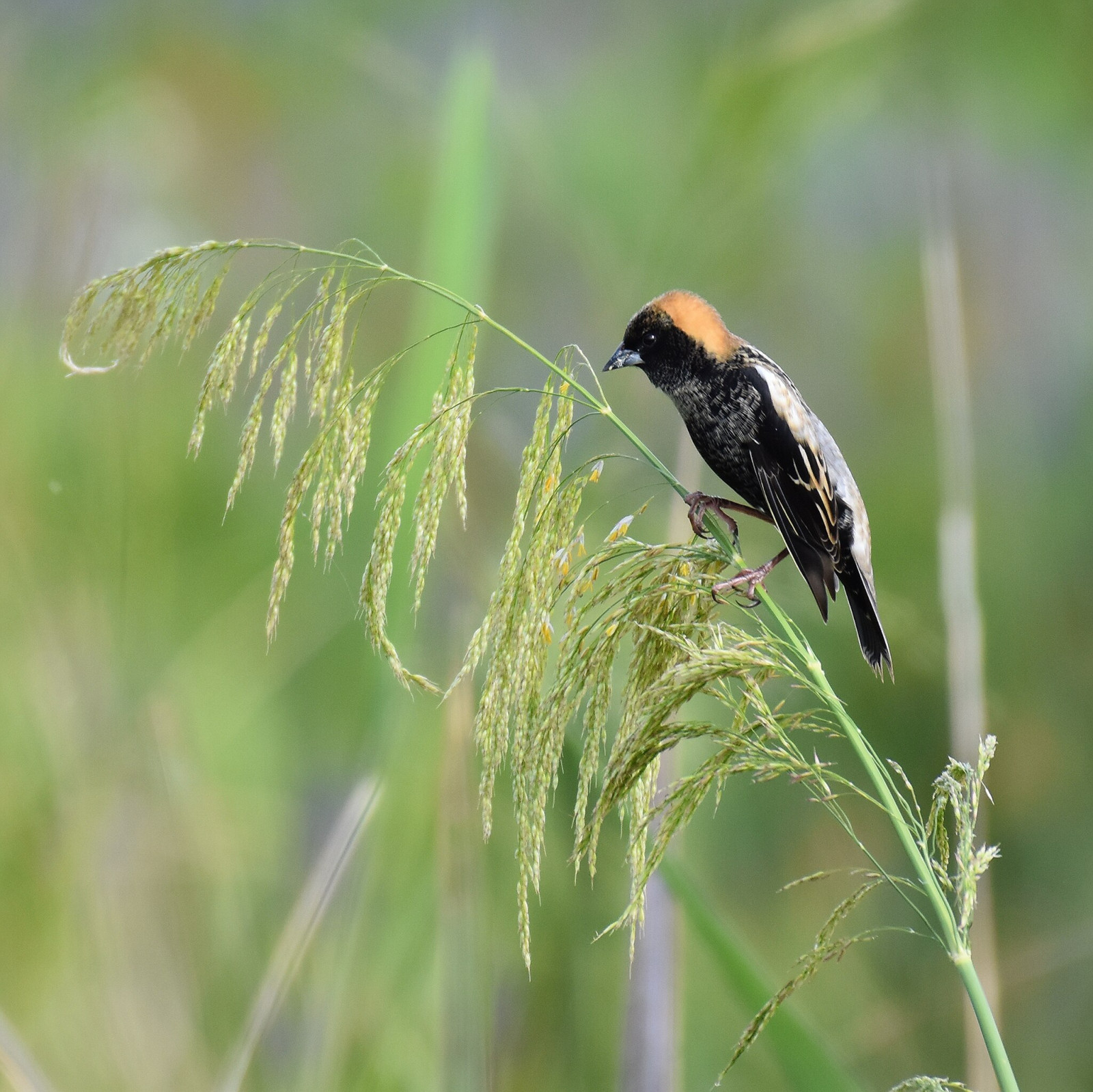 image Bobolink